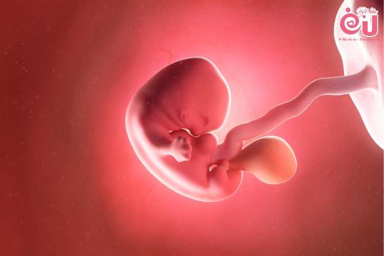 Khi mang thai ngoài tử cung, thai nhi sẽ ngừng phát triển