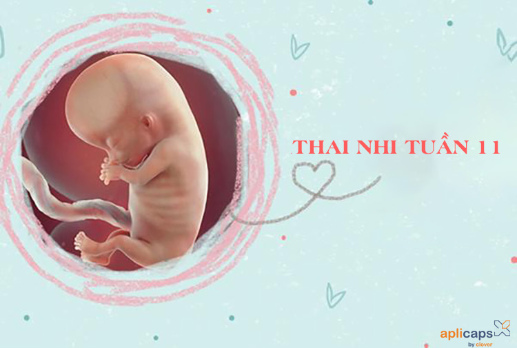 Hình ảnh thai nhi giai đoạn 11 tuần tuổi