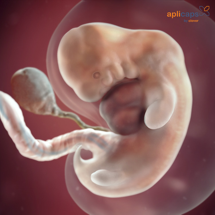 Hình ảnh siêu âm thai 7 tuần tuổi 