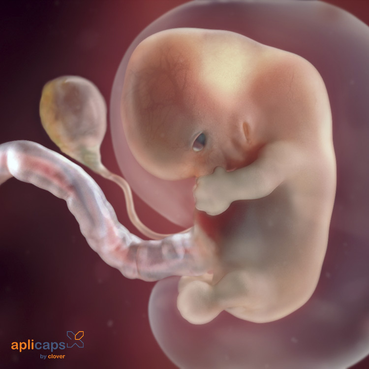 Hình ảnh siêu âm thai 8 tuần tuổi