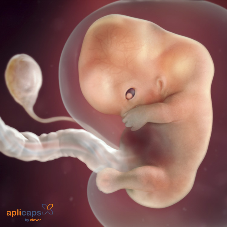 Hình ảnh siêu âm thai 9 tuần tuổi 