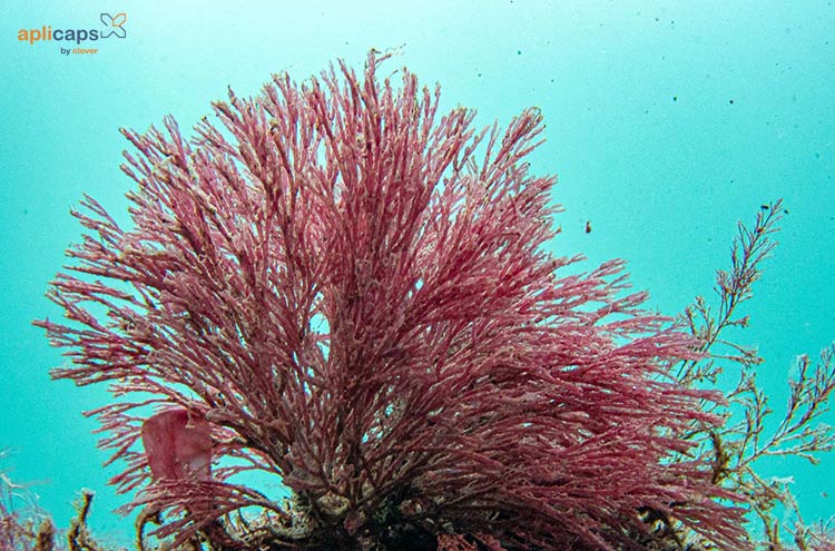 canxi tự nhiên từ tảo đỏ
