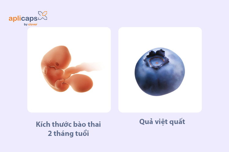 Kích thước thai nhi 2 tháng tuổi tương đương với quả việt quất