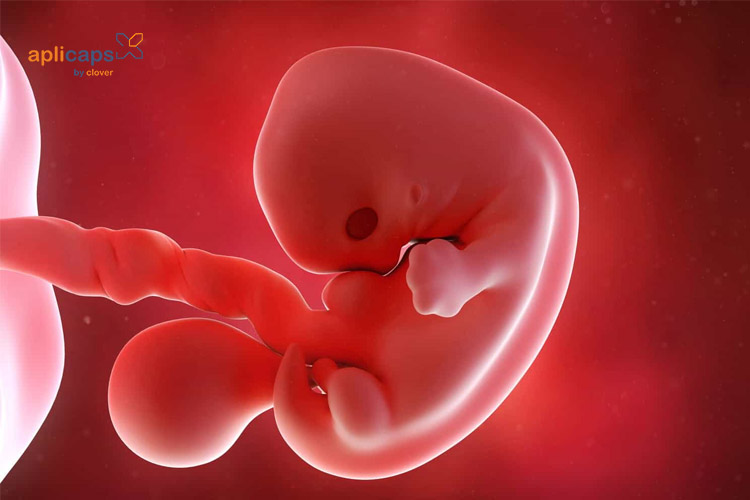 Hình ảnh thai nhi vào tháng thứ 2 của thai kỳ