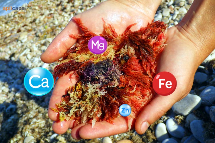 tảo biển đỏ Lithothamnium calcareum