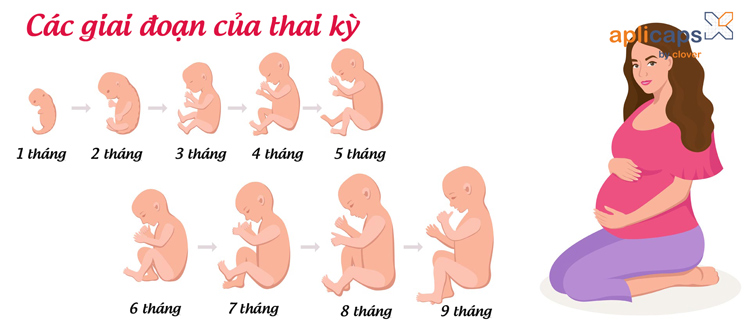 Các giai đoạn của một thai kỳ