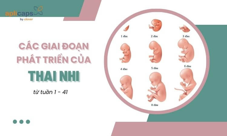 Các giai đoạn phát triển của thai nhi