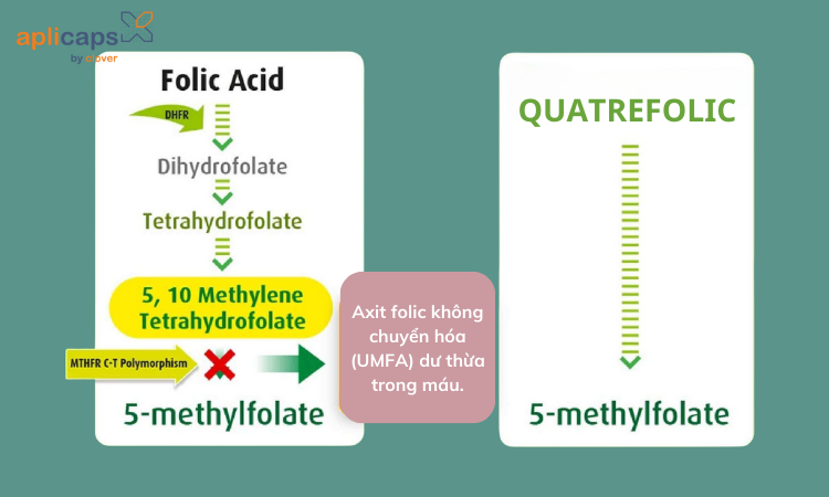 Quatrefolic không cần trải qua quá trình chuyển hóa phức tạp trong cơ thể.