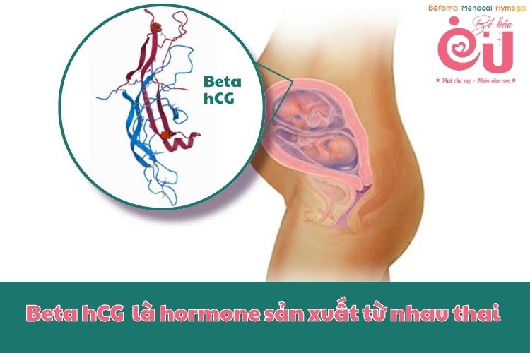 Beta hCG là một hormone được sản xuất từ nhau thai