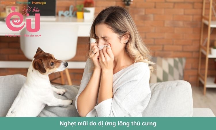 Mẹ bầu có thể bị nghẹt mũi do dị ứng lông thú cưng.