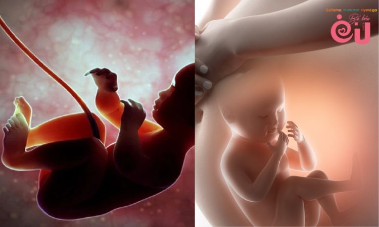 Có nhiều yếu tố ảnh hưởng đến sự phát triển của thai nhi